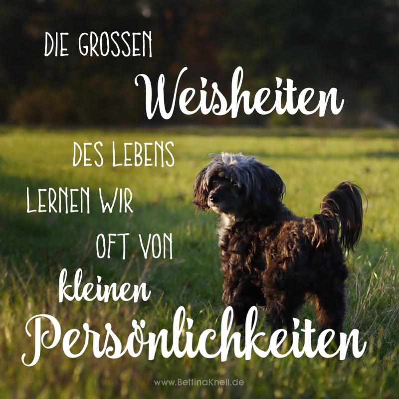 Die grossen Weisheiten des Lebens lernen wir oft von kleinen Persoenlichkeiten.jpg