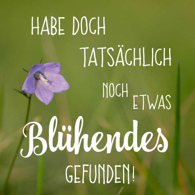 Novemberblümchen ©bettinaknell.de