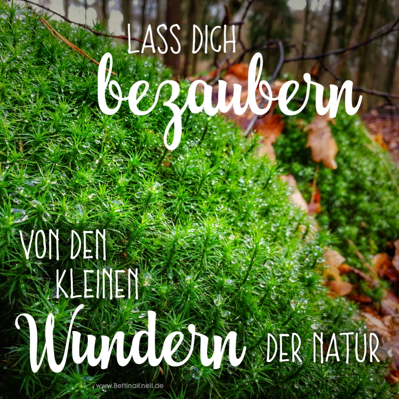Lass Dich bezaubern von den kleinen Wundern der Natur.jpg